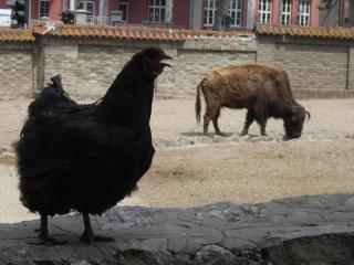 IMG_7163.JPG