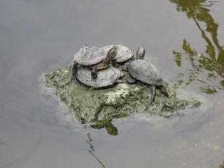 IMG_7141.JPG