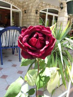IMG_6774.JPG