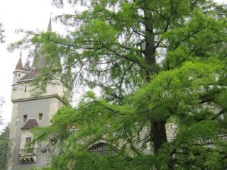 IMG_5446.JPG