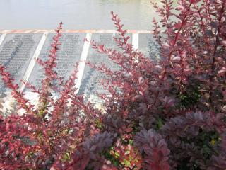 IMG_7490.JPG
