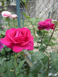 IMG_7130.JPG