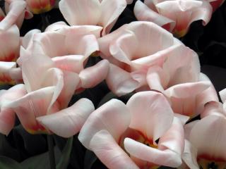 DSCN0803.jpg
