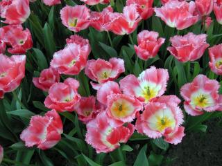 DSCN0828.jpg