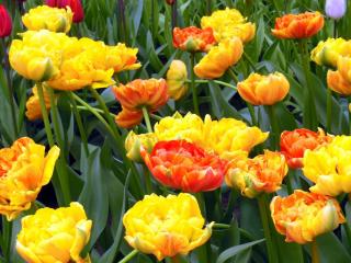 DSCN0766.jpg