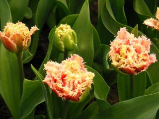 DSCN0779.jpg