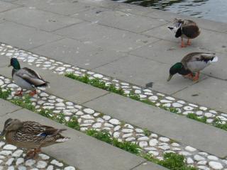 DSCN4467.JPG