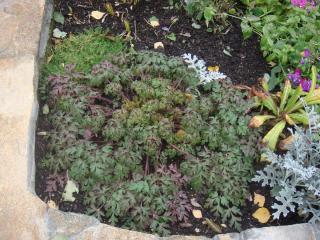 DSC00459.JPG