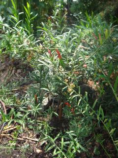 DSC00123.JPG