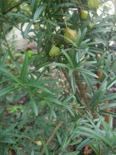 DSC00126.JPG
