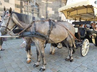 DSCN9535.JPG