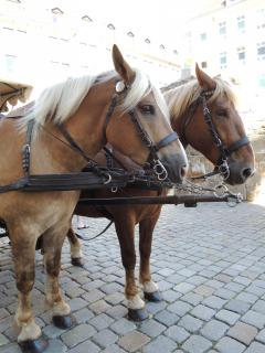 DSCN9548.JPG