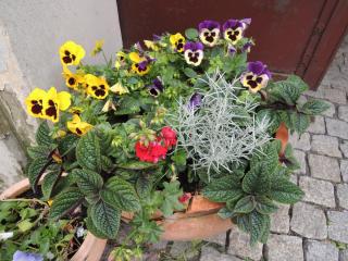 DSCN0259.JPG