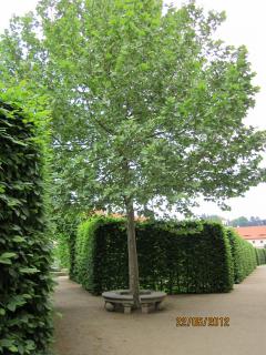 IMG_1412.JPG