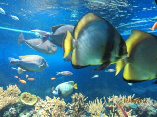 IMG_0981.JPG