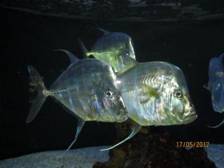 IMG_0996.JPG