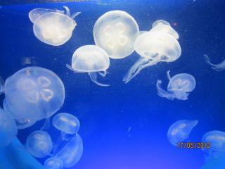 IMG_1011.JPG
