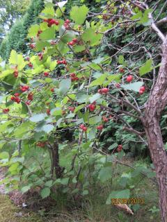 IMG_5985.JPG