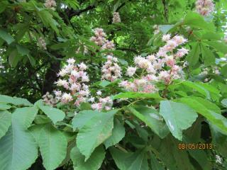 IMG_3159.JPG