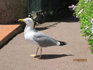 IMG_0950.JPG