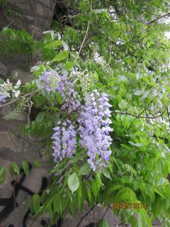 IMG_3295.JPG