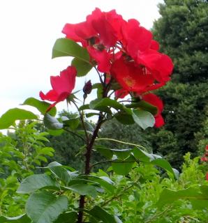 DSCF7708.JPG
