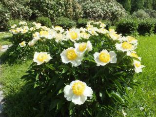 DSCF6374.JPG