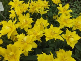 DSCF5804.JPG
