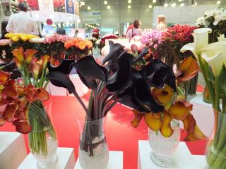 DSCF9895.JPG