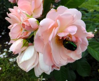 DSCF7845.JPG