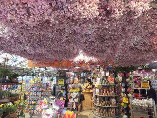 DSCF3739.JPG