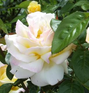 DSCF7189.JPG
