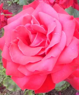 DSCF6894.JPG