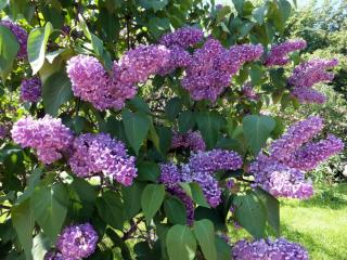 DSCF6289.JPG