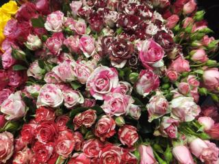 DSCF9751.JPG