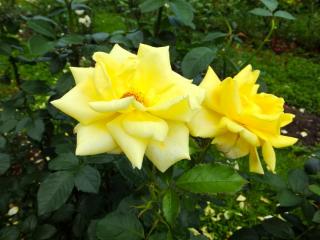 DSCF7733.JPG