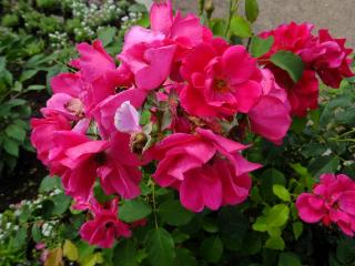 DSCF7774.JPG