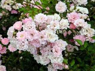 DSCF7678.JPG