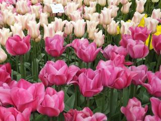 DSCF3913.JPG