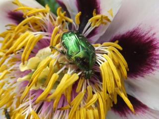 DSCF6455.JPG