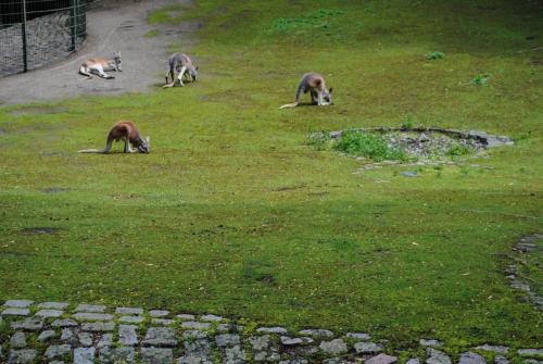 DSC_0176.JPG
