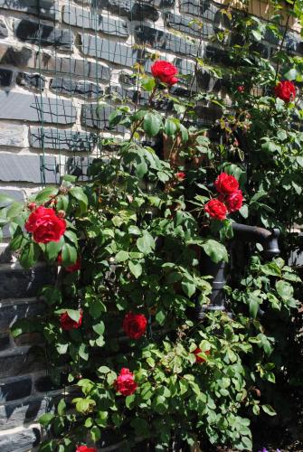 DSC_0933.JPG