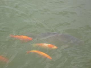 P1000610.JPG