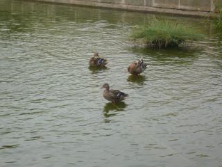 P1000611.JPG