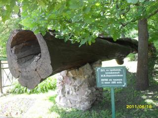 SDC12906.JPG