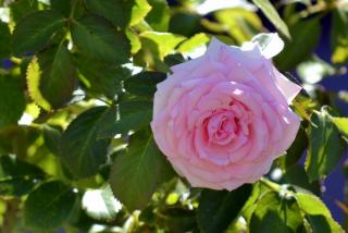 DSC_0073.JPG