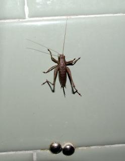 DSC_0014.JPG
