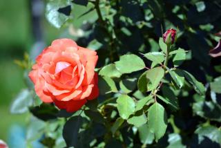 DSC_0060.JPG