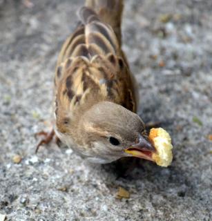 DSC_1081.JPG