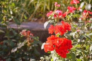 DSC_0148.JPG